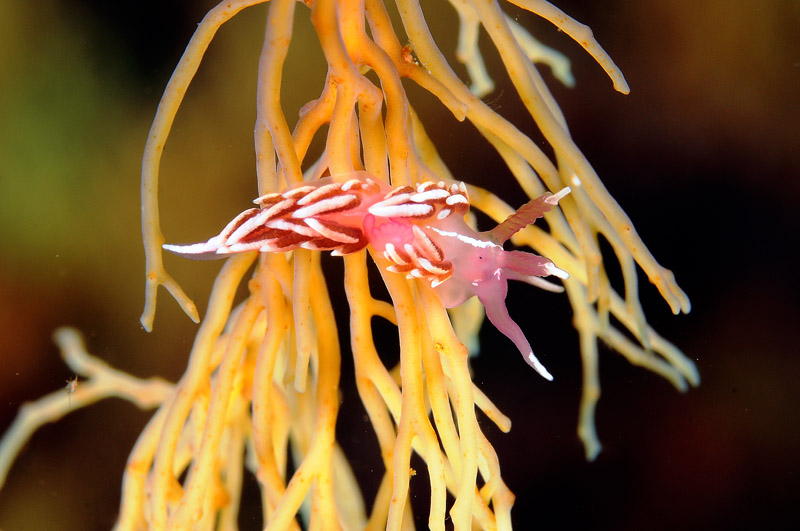 Nudibranco da determinare